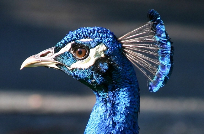 Peacock Face Pictures