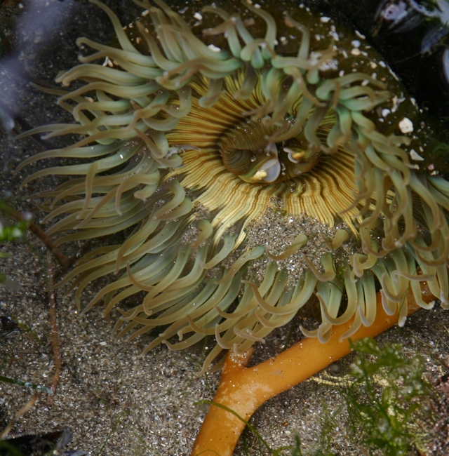 California Sea Anemone